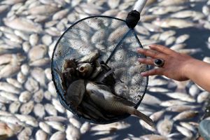 POMOR USLED TROVANJA: Drina nosi uginulu ribu iz pravca Zvornika