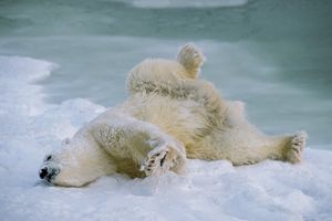 (VIDEO) ODUŠEVILI SE: Sneg iznenadio polarne medvede koji su se probudili iz zimskog sna