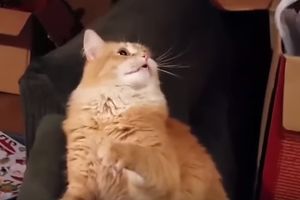 (VIDEO) NIJE JOJ DO ŠALE: Evo kako da pokvarite svoju mačku