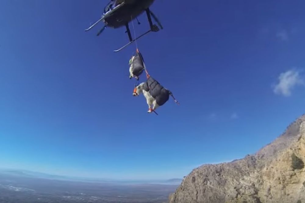 (VIDEO) U SIGURNIM RUKAMA: Ovo je najbolji način za premeštanje divljih koza