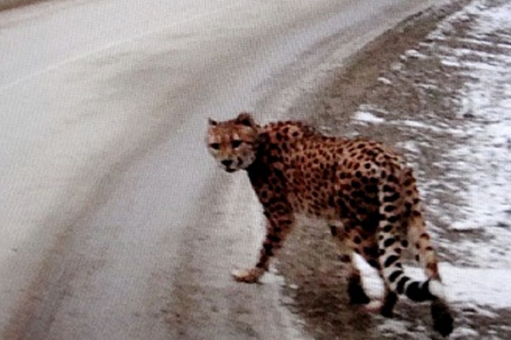 (VIDEO) IZGUBIO EGZOTIČNOG KUĆNOG LJUBIMCA: Gepard slobodno šeta Kanadom