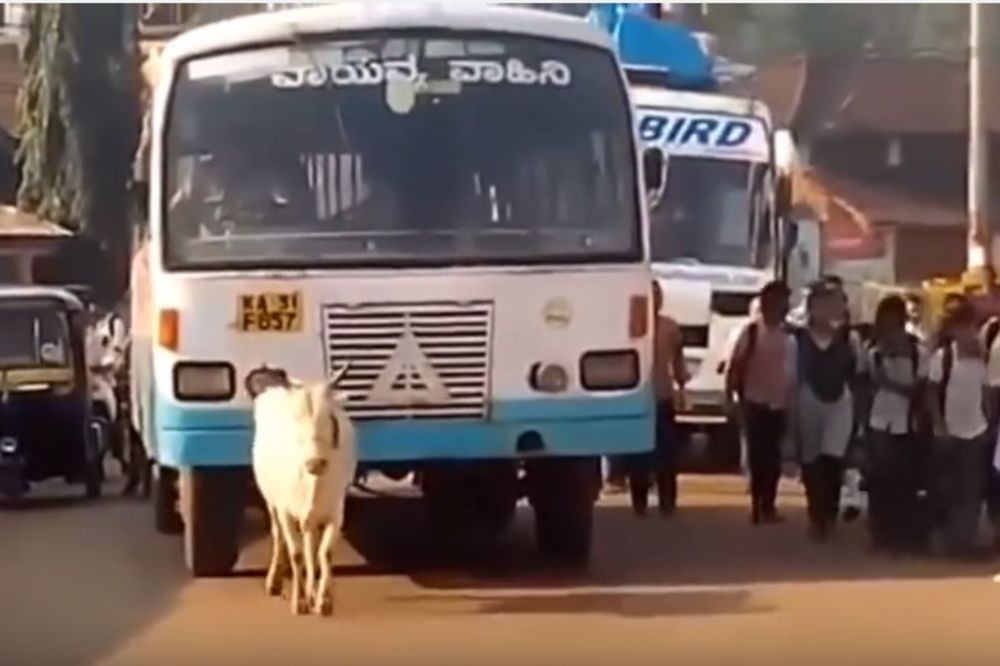 (VIDEO) NIJE ZABORAVILA: Krava godinama svakog dana zaustavlja bus koji joj je ubio tele