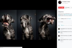 (FOTO) BAŠ SU GLADNI: Urnebesne face pasa koji pokušavaju da uhvate hranu