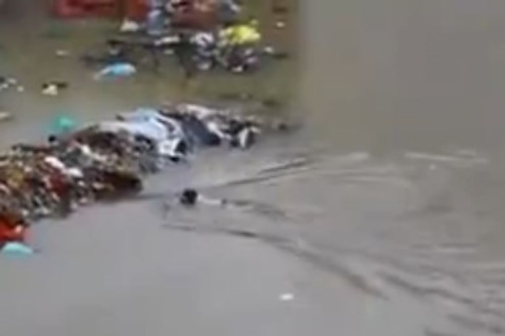 (VIDEO) SPASLA IH U POSLEDNJI ČAS: Kuja iz poplave izvukla svoja 4 šteneta!