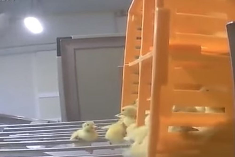 (VIDEO) Tajni snimak iz fabrike guščije paštete otkrio jeziv način proizvodnje!