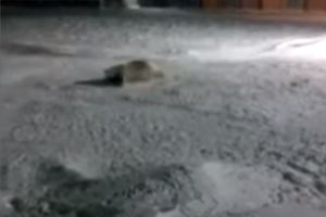 (UZNEMIRUJUĆI VIDEO) MUČENJE: Dali polarnom medvedu da pojede petardu, previjao se od bola