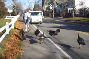 (VIDEO) NEMILOSRDNA BANDA: Ova grupa životinja svakodnevno nasrće na poštara