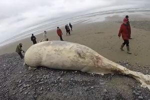(VIDEO) ŠETALI PLAŽOM I UGLEDALI GROZAN PRIZOR: Džinovski kit se nasukao na obali Velsa
