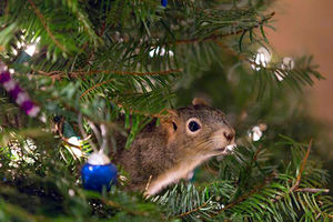 (FOTO) PRONAŠLI JE ZGRČENU PORED PUTA: Ova veverica sada živi sa porodicom i obožava Božićnu jelku