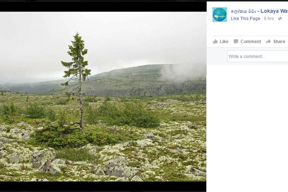 (FOTO) ŽIVI VEĆ 9.500 GODINA U ŠVEDSKOJ: Ovo je najstarije drvo na svetu