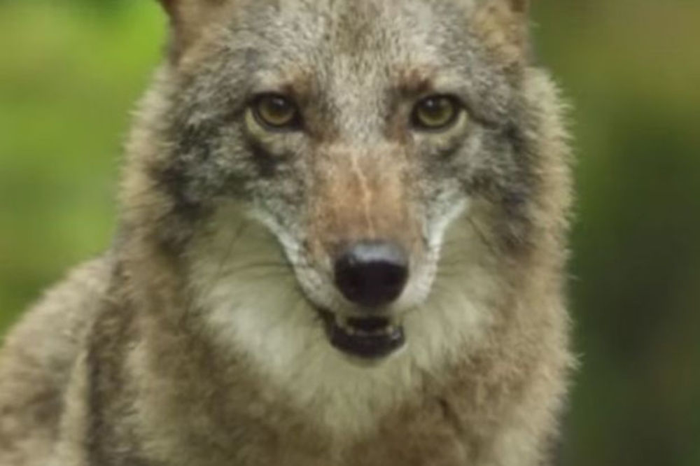 NOV PREDATOR PRETI AMERICI: Delom kojot, delom vuk, delom pas!
