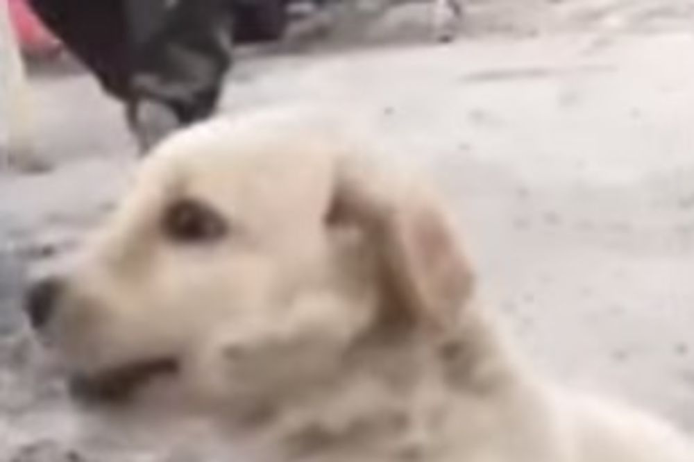 (VIDEO) I NJIMA JE TEŠKO: Pogledajte kako su Kurdi pomogli psiću koji je nagazio na minu