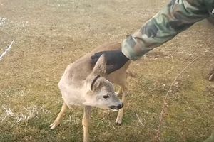 (VIDEO) UHVAĆENA SRNA GANULA CRNOGORSKE LOVCE: A pogledajte kako je tek reagovao lovački pas!