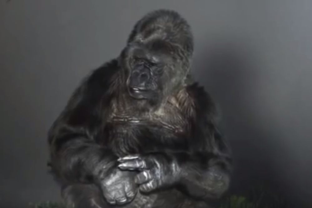 (VIDEO)KOKO IMA NEŠTO DA NAM KAŽE: Najpopularnija gorila na svetu za praznike poslala poruku ljudima