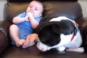 (VIDEO) KAD BEBA NAPUNI PELENE: Reakcija psa oduševila je mnoge