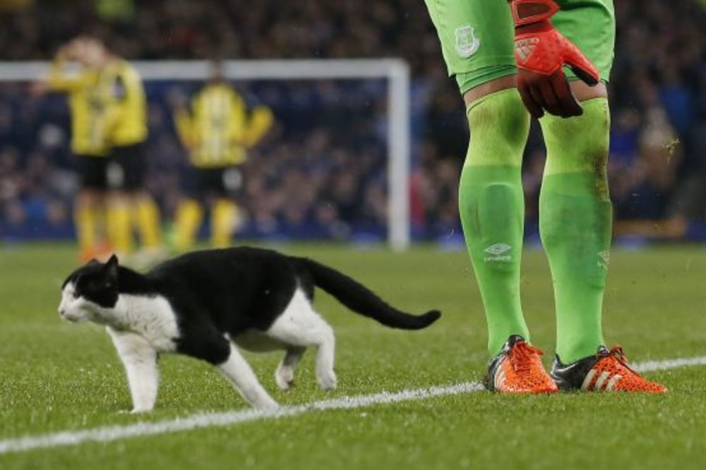 (VIDEO, FOTO) POTERA NA GUDISONU: Mačka prekinula meč engleskog FA kupa