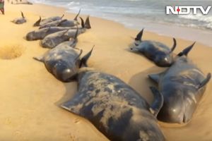 RIBARI IH SPASAVAJU: Više od 80 kitova se nasukalo na obalama Indije