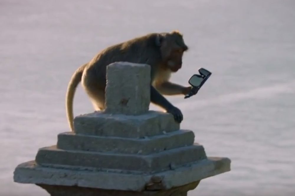 (VIDEO) NAJLUKAVIJE ŽIVOTINJE NA SVETU: Pogledajte zašto ovi majmuni kradu od turista