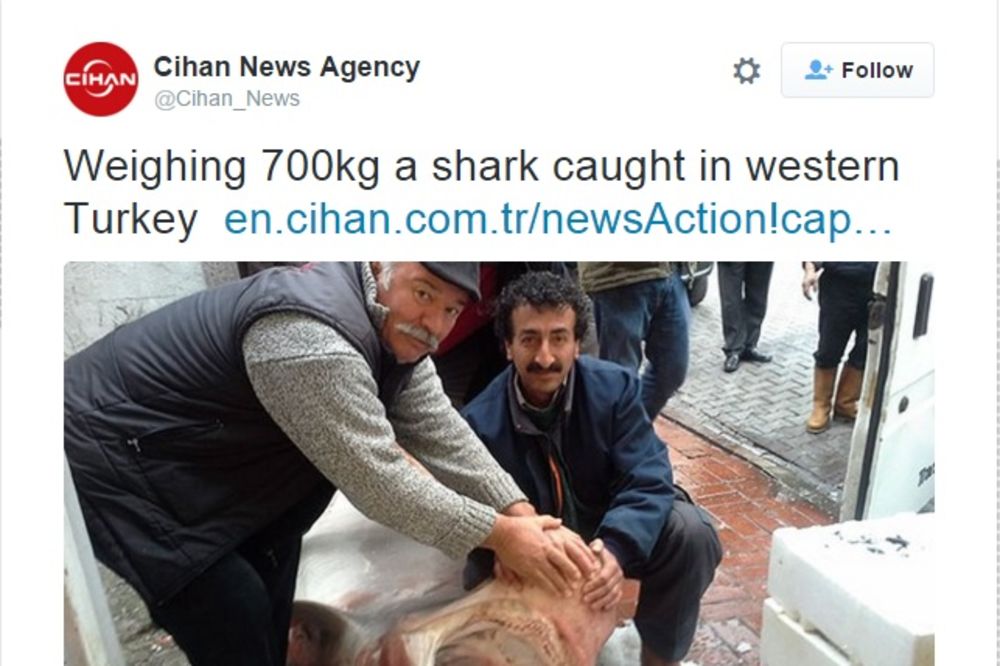 (FOTO) NEMAN IZ DUBINA: Turski ribari uhvatili ajkulu od 700 kilograma