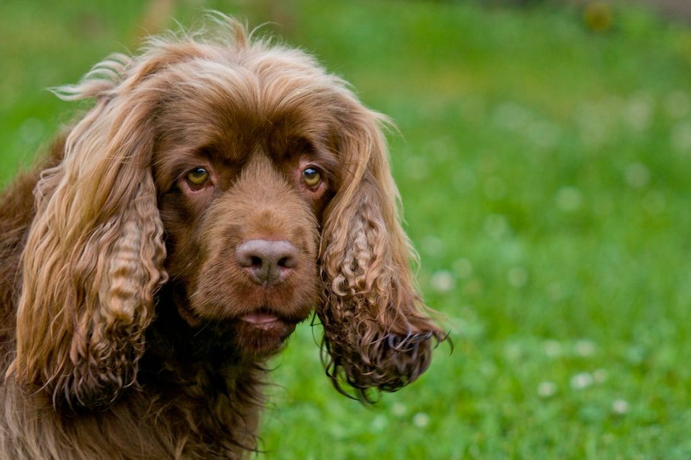 (VIDEO) OSETLJIVI NA NAŠA RASPOLOŽENJA: Psi prepoznaju emocije po izrazu lica i intonaciji glasa