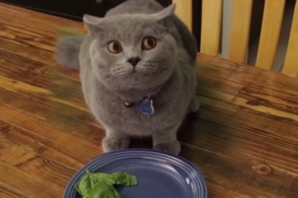 (VIDEO) MAČAK SA PLANOM: Majkl ne voli da jede povrće, pa je pronašao način da zavara vlasnika