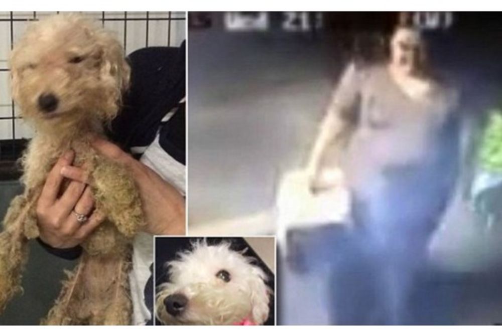 POLICIJI TREBA VAŠA POMOĆ: Čovek koji je jezivo zlostavljao ovog psa mora biti pronađen!