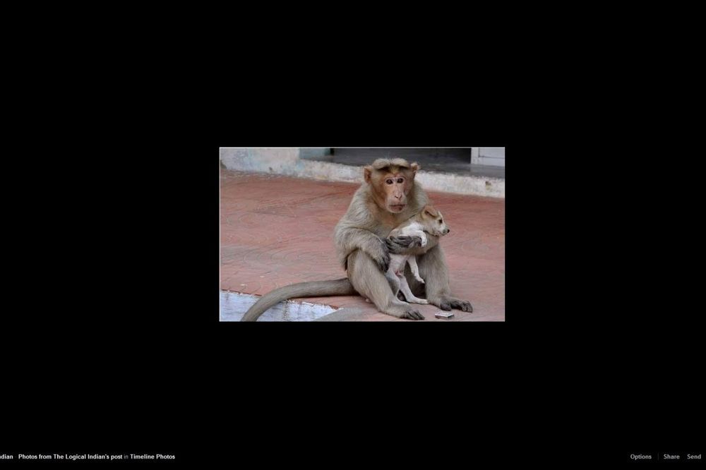 (FOTO) KAO DA MU JE MAJKA: Majmunica udomila štene i sada ga hrani i brani od pasa lutalica