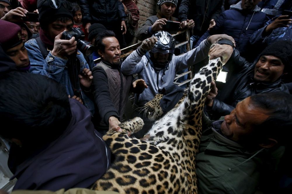 (FOTO) ZVER SVE PRESTRAVILA: Leopard ušetao u predgrađe Katmandua