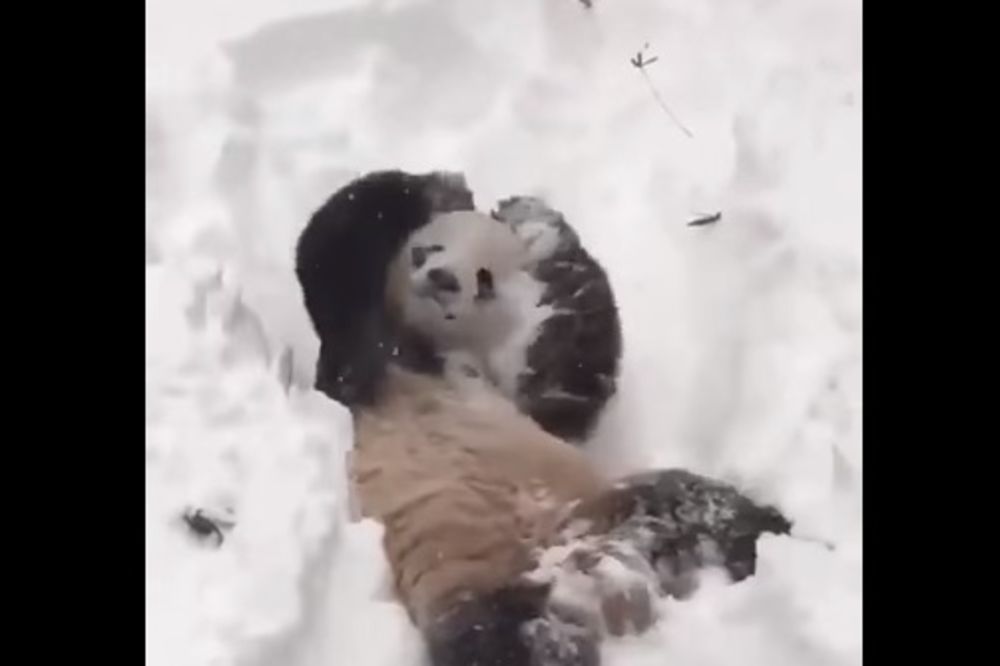 (VIDEO) AMERIKA PARALISANA, A ON BAŠ UŽIVA: Pogledajte kako se panda raduje snegu!