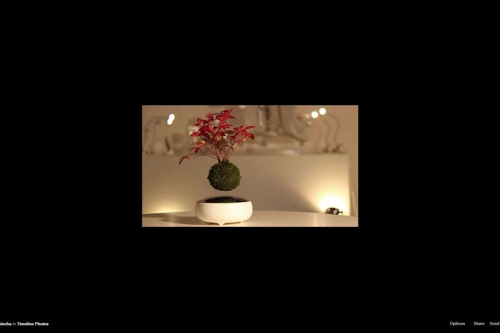 (VIDEO) MAGIČNE DEKORACIJE IZ JAPANA: Leteći bonsai je sada realnost