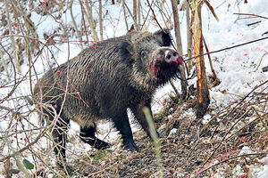 HAOS U ČAJETINI: Lovci pravili kobasice od divljači pa se trihinelom zarazilo 500 ljudi