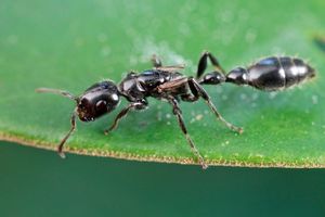 POPRSKAJTE OVU JEDNOSTAVNU SMESU: Nikada više nećete videti mrave u vašem domu