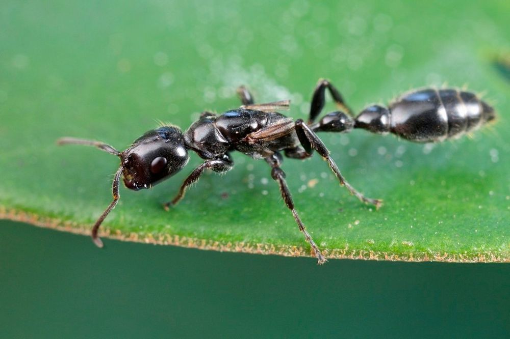 POPRSKAJTE OVU JEDNOSTAVNU SMESU: Nikada više nećete videti mrave u vašem domu