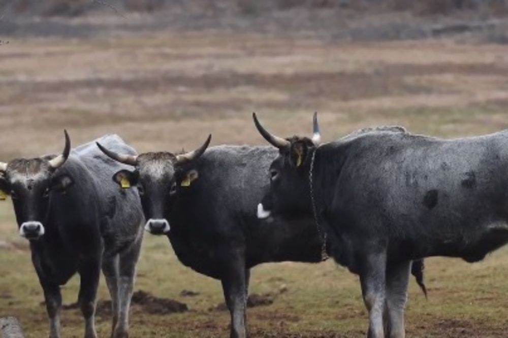 (FOTO) NEUHVATLJIVA TROJKA: Cela Hrvatska lovi poludele krave!