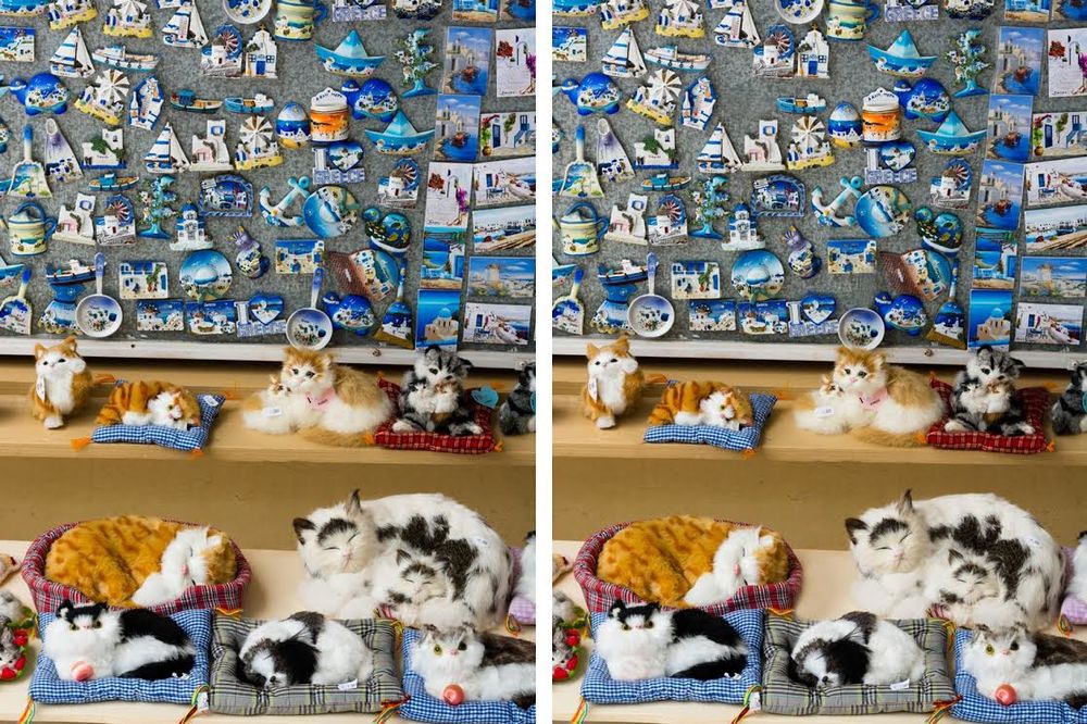 (FOTO) OČI DA VAM ISPADNU: Ove mace su preslatke, ali čik pronađite 10 razlika!