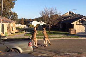 (VIDEO) A U MEĐUVREMENU U AUSTRALIJI: Draga, kenguri se tuku ispred kuće. Jedan sasvim običan dan