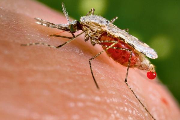 Zaraza, Komarci, Komarac, Malarija, Zika Virus