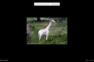(FOTO) IZUZETNO RETKA: Ovako izgleda bela žirafa uslikana u Tarzaniji