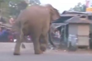 (VIDEO) NEPRAVEDNO OKLEVETANA: Slonica prošetala kroz selo, optužili je da je rušila kuće