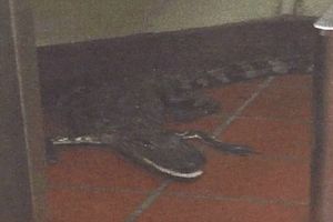 SAMO NA FLORIDI: Mladić bacio aligatora na restoran i samo se odvezao