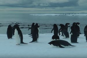 (VIDEO) 150.000 PINGVINA UGINULO OD GLADI: Ledeni breg veličine Rima zarobio životinje na Antarktiku