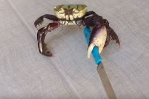 (VIDEO) KAO PRAVI GANGSTER: Kraba uzela nož i pokušala da pobegne od vlasnika