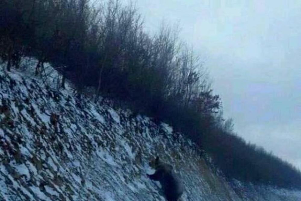 (FOTO) ZALUTALA ZVER: Medved na putu između Plava i Gusinja!