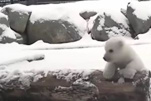 (VIDEO) IMA LI SLAĐE: Mali polarni meda vidi sneg prvi put!
