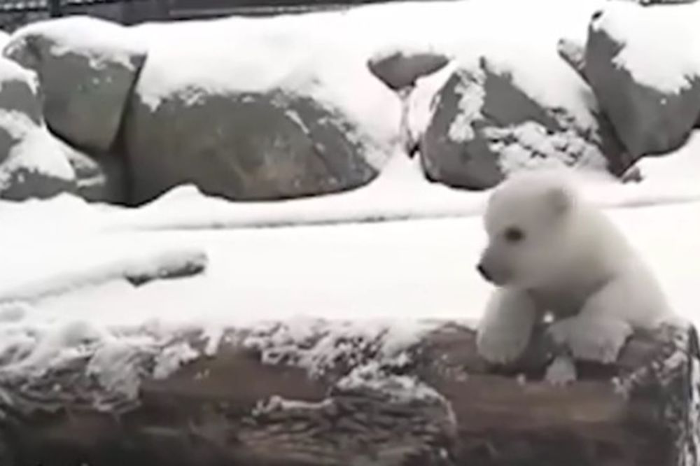 (VIDEO) IMA LI SLAĐE: Mali polarni meda vidi sneg prvi put!
