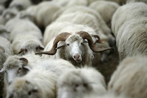 NE ŽELE U PASTIRE: Niko neće da čuva ovce ni za 500 evra iz jednog prostog razloga