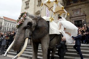 (FOTO I VIDEO) NAJLUĐA SVADBA U BUDIMPEŠTI: Na venčanje doveli slona i odjahali jedan krug