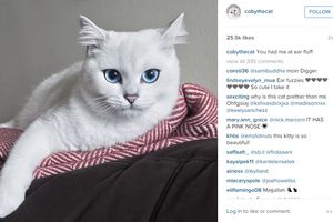 (FOTO) ONA JE OSVOJILA SRCA MNOGIH: Da li je ovo maca sa najlepšim očima na svetu?