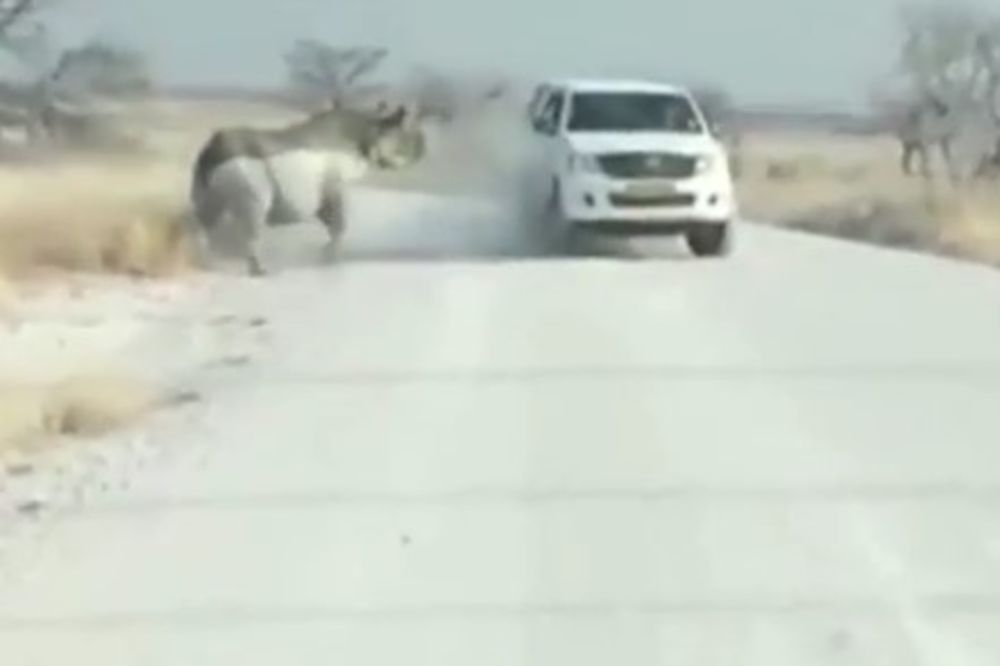 (VIDEO) SIROVA SNAGA: Pogledajte šta se dogodi kada se nosorog težak 1.000 kilograma zaleti u džip!