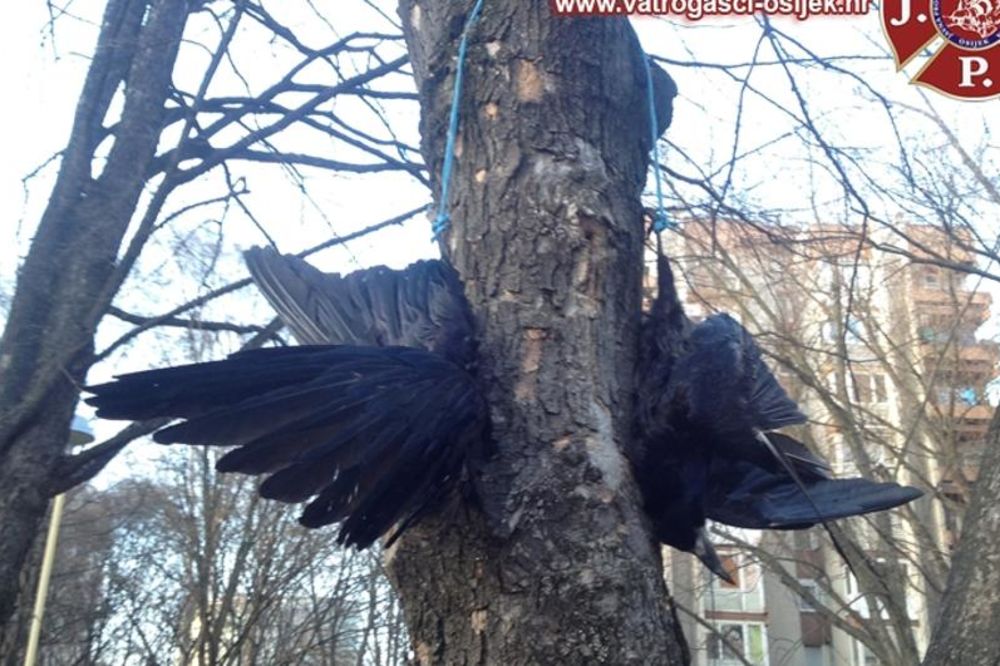 (FOTO) SATANISTA ILI MANIJAK: Obesio vrane po drveću oko dečijeg igrališta u Osijeku!